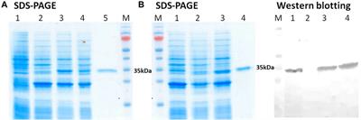 The main protease 3CLpro of the SARS-CoV-2 virus: how to turn an enemy into a helper